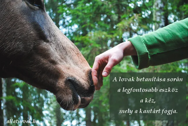 lovas idézet, lovak betanítása