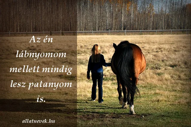 lovas idézet patanyom