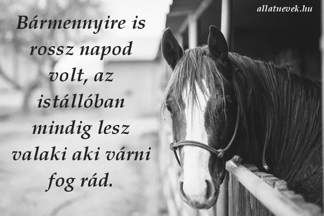 lovas idézet várni fog