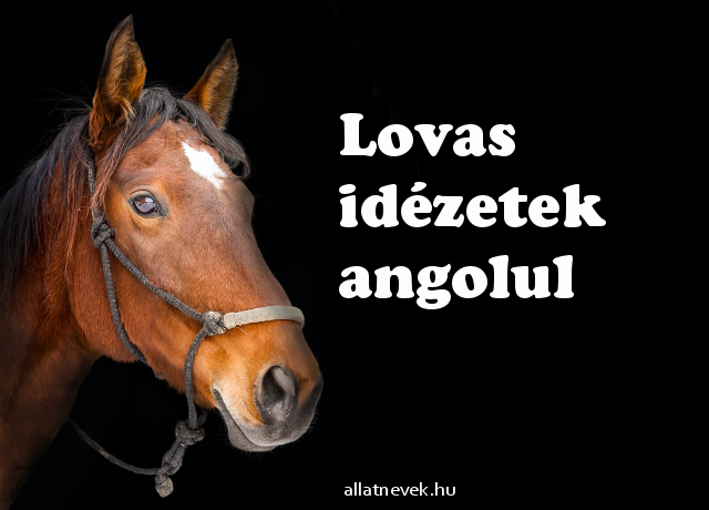 lovas idézetek angolul magyar fordítással