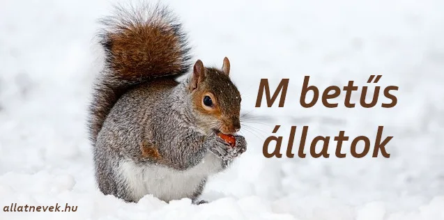m betűs állatok