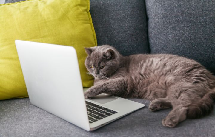 macska laptopozik