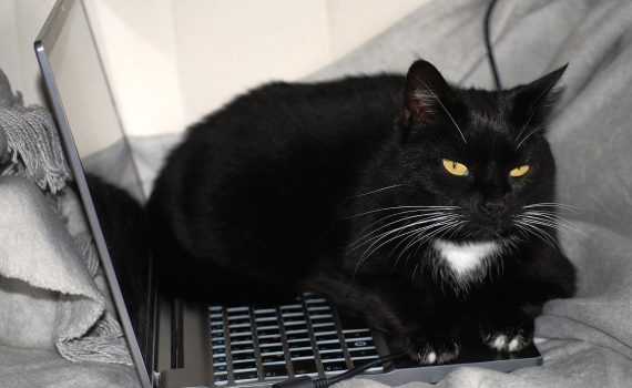 macska laptoppal