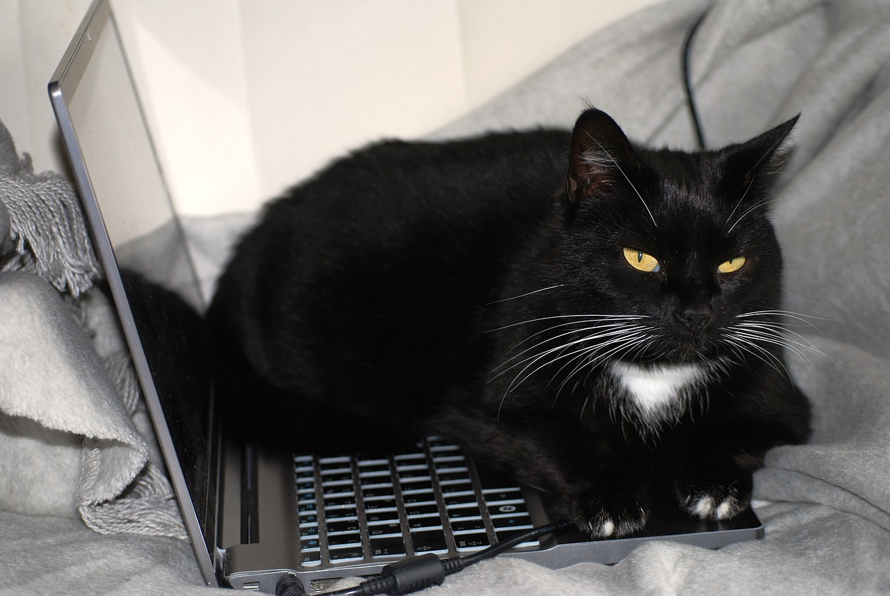 macska laptoppal
