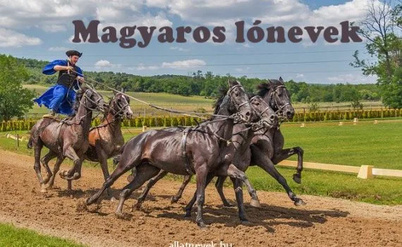 magyaros lónevek