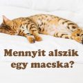 mennyit alszik egy macska