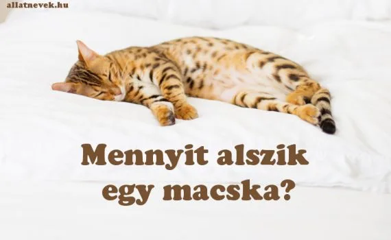 mennyit alszik egy macska