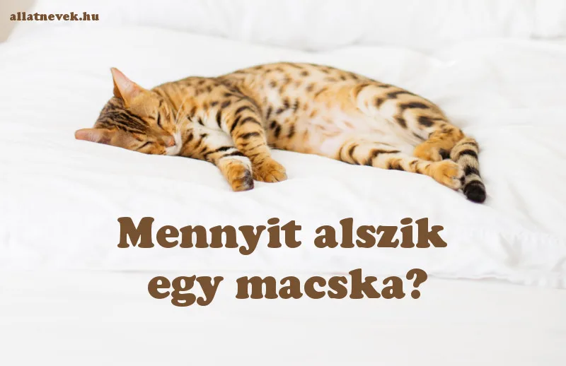 mennyit alszik egy macska