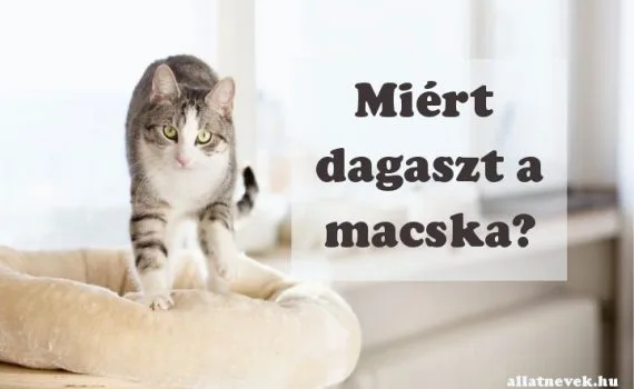 miért dagaszt a macska