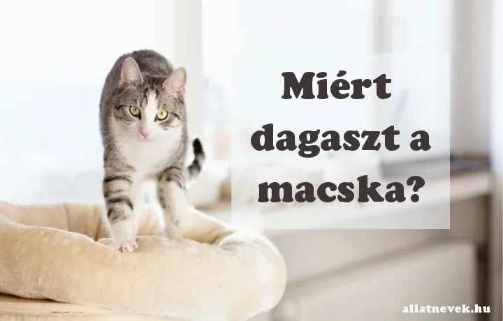 miért dagaszt a macska