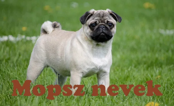 mopsz nevek