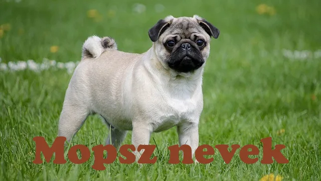 mopsz nevek