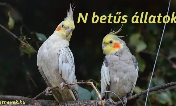 n betűs állatok