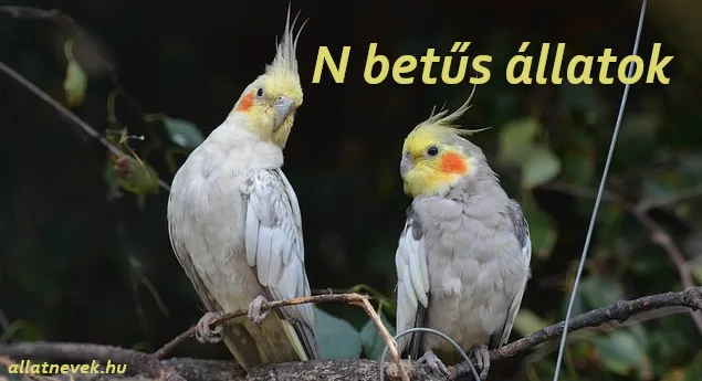 n betűs állatok