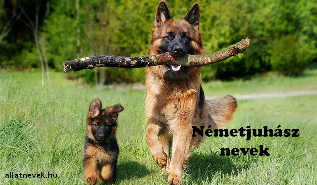 Németjuhász nevek