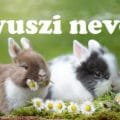 nyuszi nevek, nyúl nevek