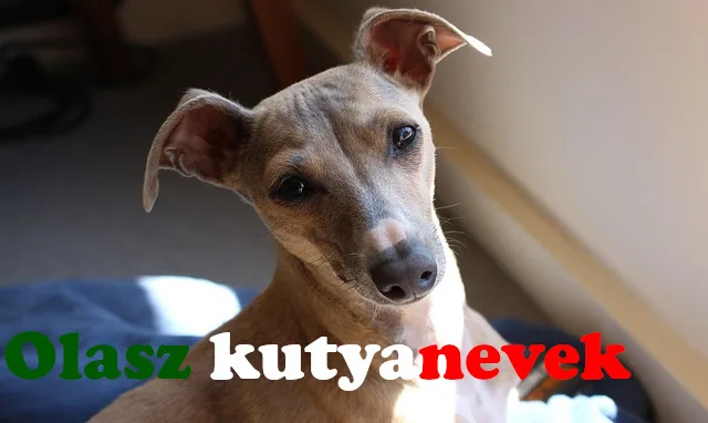 olasz kutyanevek