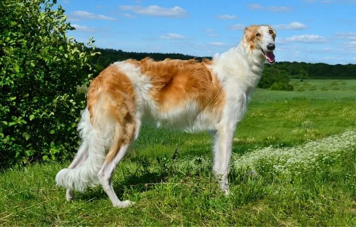 orosz agár