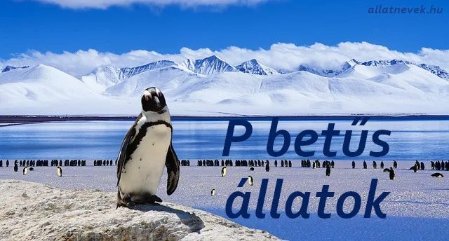 p betűs állatok