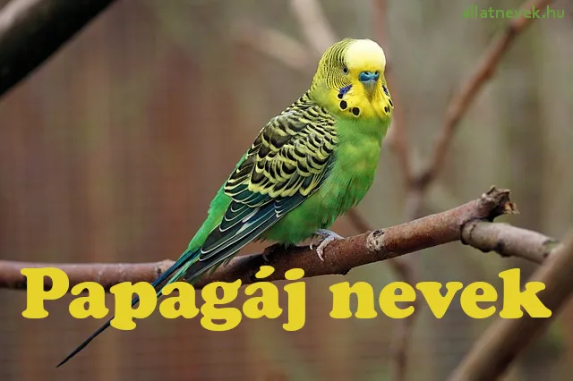 papagáj nevek