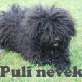 puli nevek