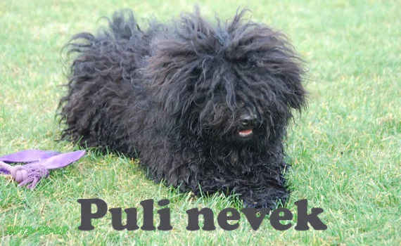 puli nevek