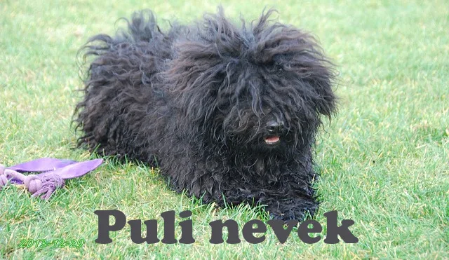 puli nevek