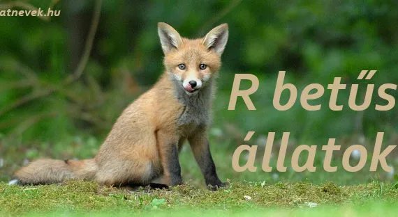 r betűs állatok