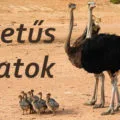 s betűs állatok