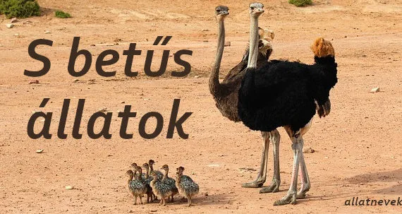 s betűs állatok