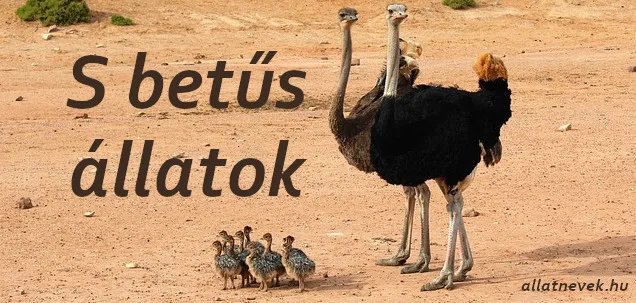 s betűs állatok