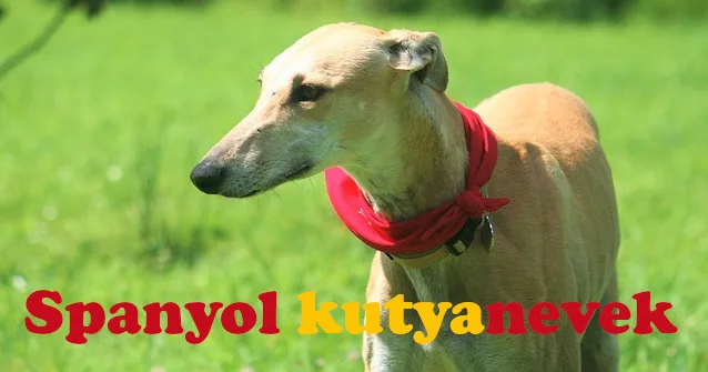 spanyol kutyanevek