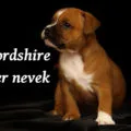 amerikai staffordshire terrier nevek