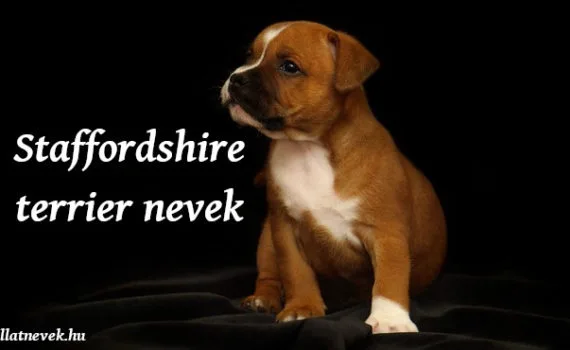 amerikai staffordshire terrier nevek