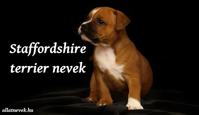 amerikai staffordshire terrier nevek