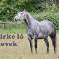szürke ló nevek