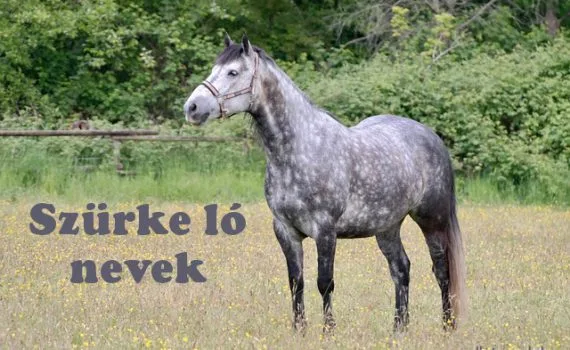 szürke ló nevek