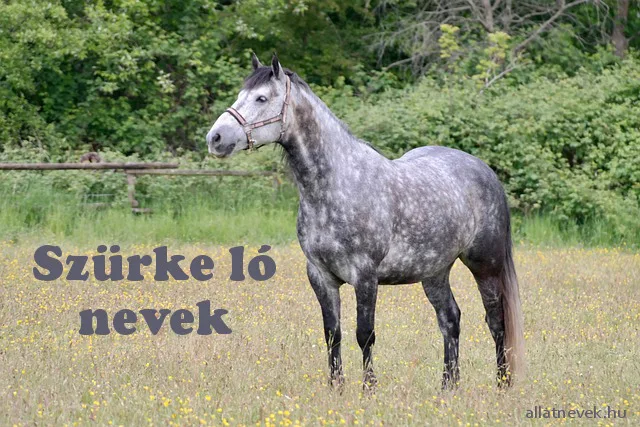 szürke ló nevek