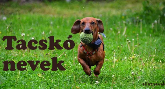 tacskó nevek