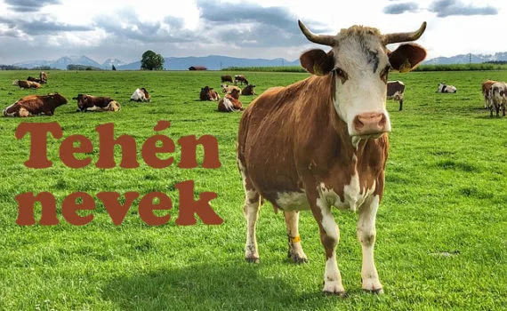 tehén nevek