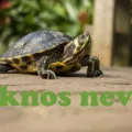 teknős nevek