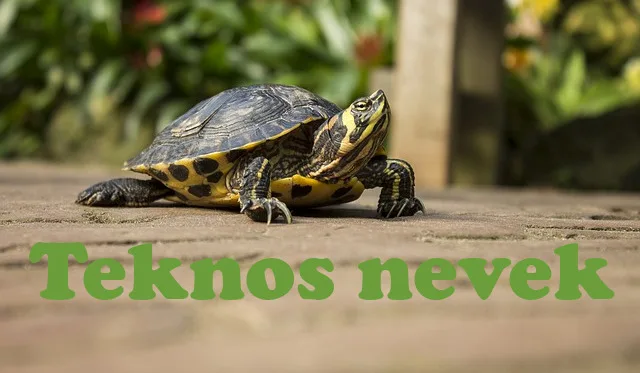 teknős nevek