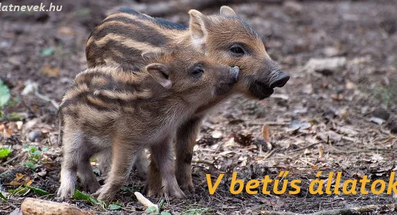 v betűs állatok