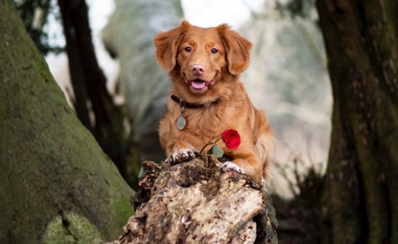 valentin napi állatos kép kutya rózsa