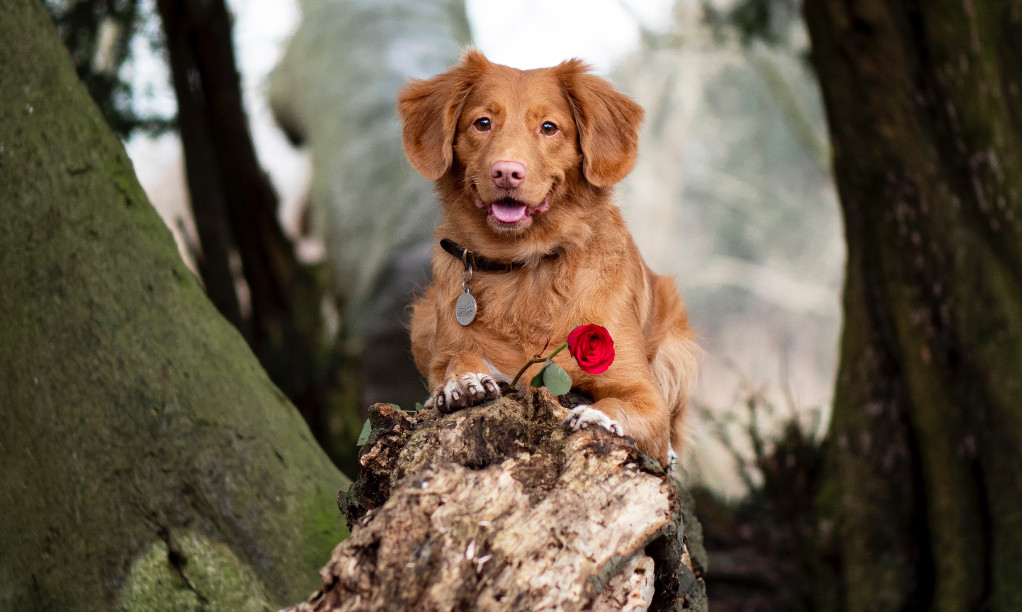 valentin napi állatos kép kutya rózsa