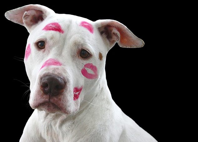 valentin napi állatos kép, pitbull