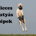 Vicces kutyás képek