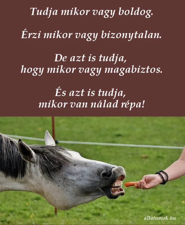 vicces lovas idézet, répa