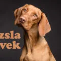 vizsla nevek