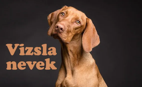 vizsla nevek